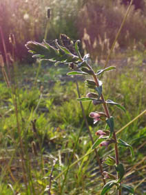 Odontites vernus